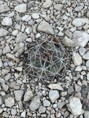 Echinocactus horizonthalonius