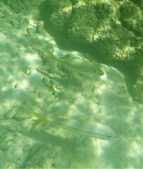 Mulloidichthys martinicus