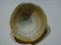 Patella ulyssiponensis