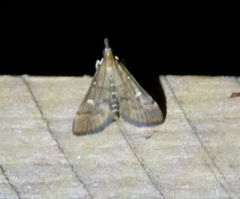 Dolicharthria punctalis