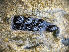 Echinolittorina ziczac