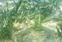 Halichoeres bivittatus