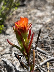 Lampranthus bicolor