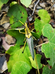 Taeniopoda tamaulipensis