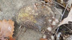 Ortmanniana ligamentina