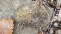 Ortmanniana ligamentina