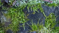 Homalothecium sericeum