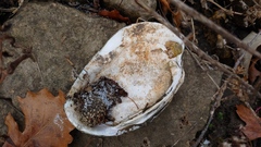 Ortmanniana ligamentina