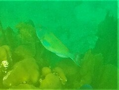 Sparisoma chrysopterum