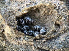 Echinolittorina ziczac