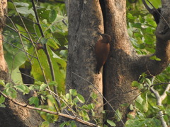 Micropternus brachyurus