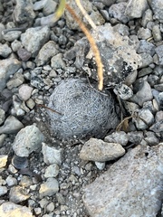 Mammillaria lasiacantha