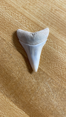 Carcharodon carcharias