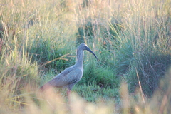 Theristicus caerulescens