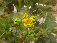 Smallanthus pyramidalis