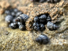 Echinolittorina ziczac