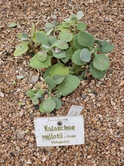 Kalanchoe millotii