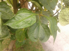 Smallanthus pyramidalis