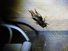 Eumodicogryllus bordigalensis