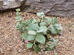 Kalanchoe millotii