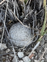 Mammillaria lasiacantha