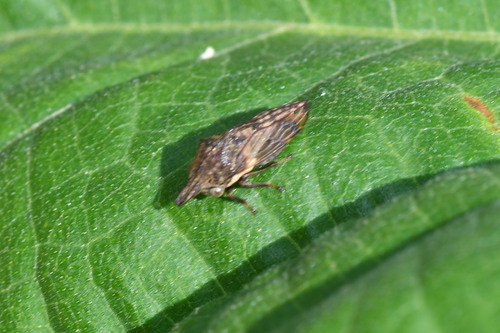 Nessorhinus gibberulus