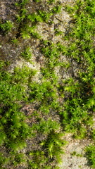 Tortella squarrosa