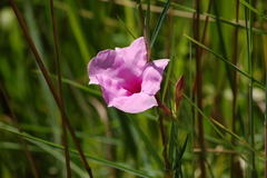 Rhabdadenia ragonesei