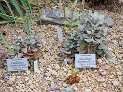 Kalanchoe rhombopilosa