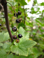 Ribes altissimum