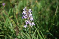 Angelonia integerrima