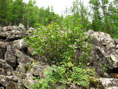 Ribes altissimum