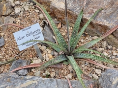 Aloe bellatula