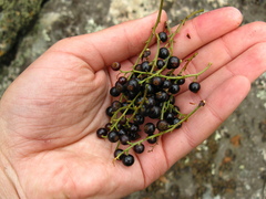 Ribes altissimum