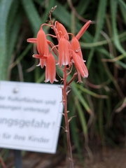 Aloe bellatula