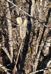 Lilium philadelphicum