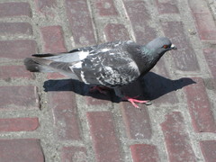 Columba livia