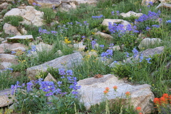 Penstemon cyananthus cyananthus