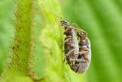 Polydrusus marginatus