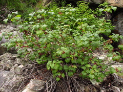 Ribes pauciflorum