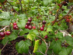 Ribes pauciflorum