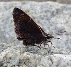Cogia caicus