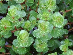 Rotala rotundifolia
