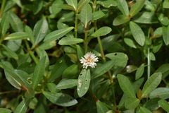 Alternanthera philoxeroides