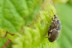 Polydrusus marginatus