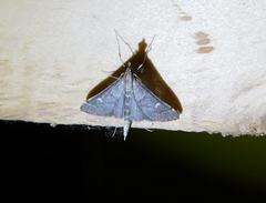 Dolicharthria punctalis