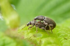 Polydrusus marginatus