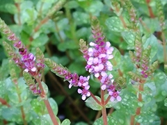 Rotala rotundifolia