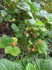 Ribes fragrans