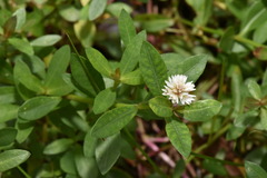 Alternanthera philoxeroides